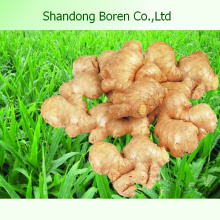 2015 Chinese Vegetable Fresh Young Ginger